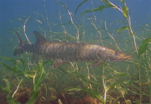 musky 